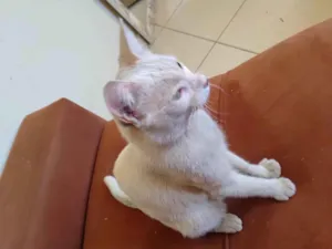 Gato raça Siamês idade 1 ano nome Bichano 