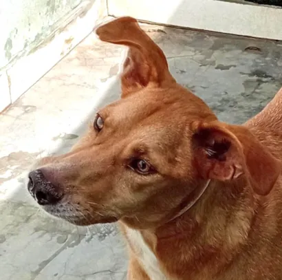 Cachorro raça SRD-ViraLata idade 1 ano nome Caramelo 