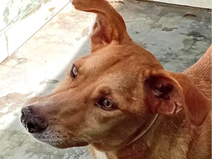 Cachorro ra a SRD-ViraLata idade 1 ano nome Caramelo 