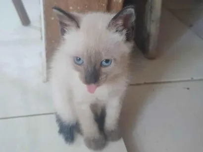 Gato raça SRD-ViraLata idade Abaixo de 2 meses nome FLOR