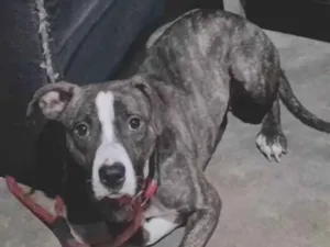 Cachorro raça Pit-Bull idade 7 a 11 meses nome Tekilla