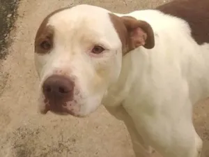Cachorro raça Pit-Bull idade 4 anos nome Chase 