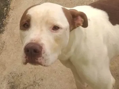 Cachorro raça Pit-Bull idade 4 anos nome Chase 
