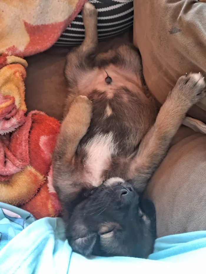 Cachorro ra a SRD-ViraLata idade Abaixo de 2 meses nome Doguinhos