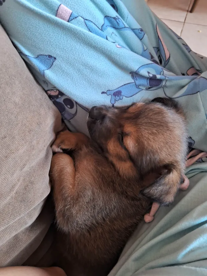 Cachorro ra a SRD-ViraLata idade Abaixo de 2 meses nome Doguinhos