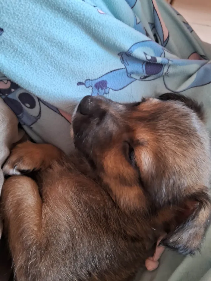 Cachorro ra a SRD-ViraLata idade Abaixo de 2 meses nome Doguinhos