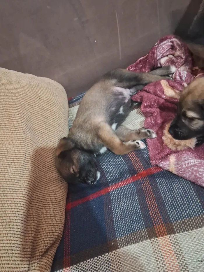 Cachorro ra a SRD-ViraLata idade Abaixo de 2 meses nome Doguinhos