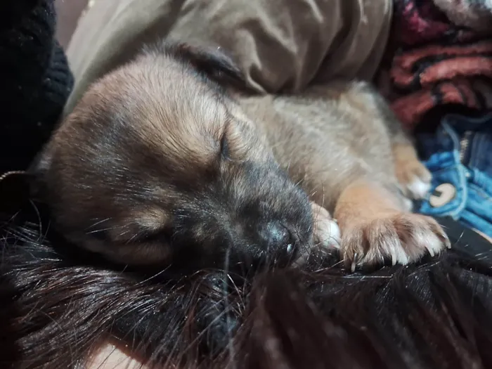 Cachorro ra a SRD-ViraLata idade Abaixo de 2 meses nome Doguinhos