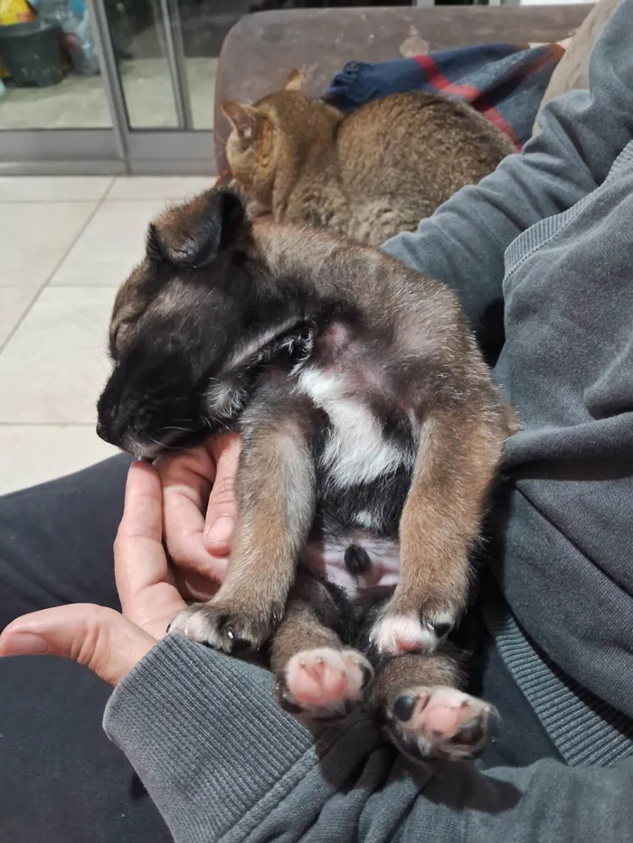 Cachorro ra a SRD-ViraLata idade Abaixo de 2 meses nome Doguinhos