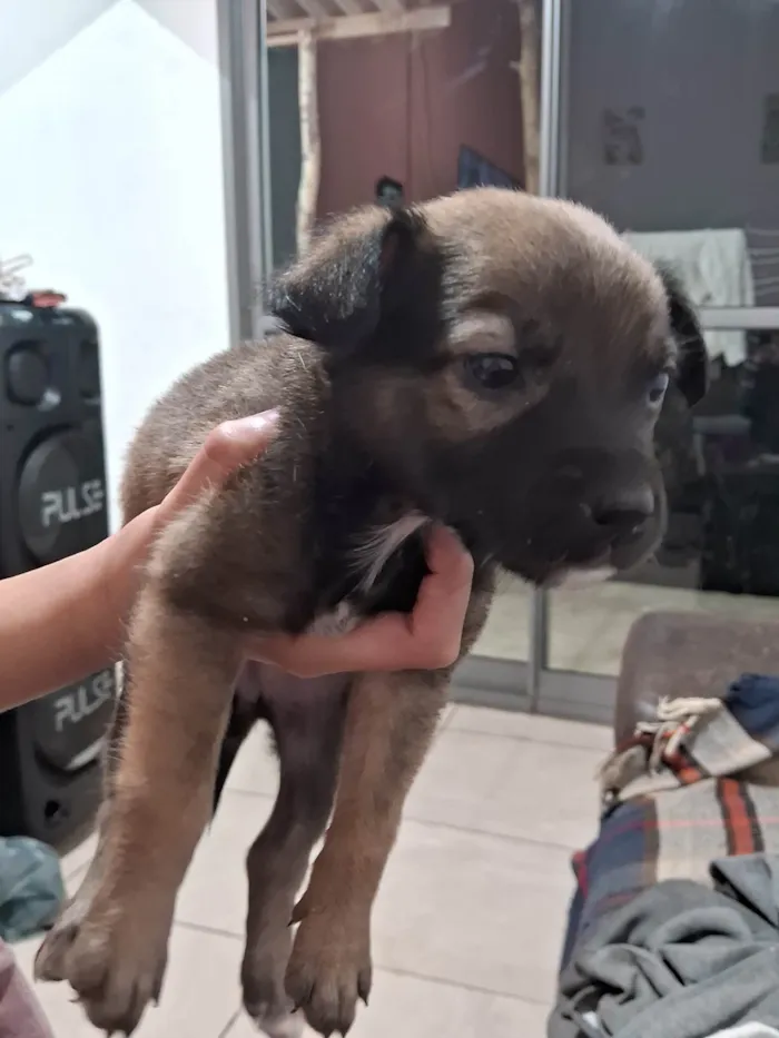 Cachorro ra a SRD-ViraLata idade Abaixo de 2 meses nome Doguinhos