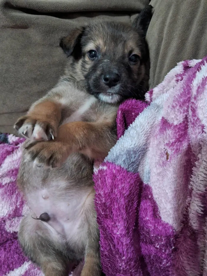 Cachorro ra a SRD-ViraLata idade Abaixo de 2 meses nome Doguinhos