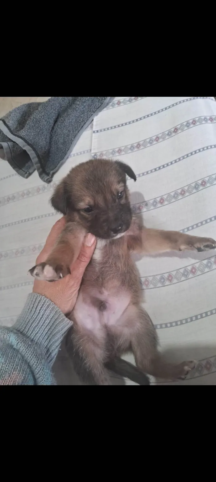 Cachorro ra a SRD-ViraLata idade Abaixo de 2 meses nome Doguinhos