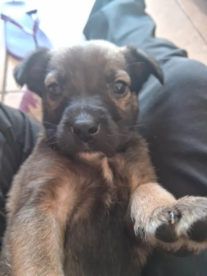 Cachorro ra a SRD-ViraLata idade Abaixo de 2 meses nome Doguinhos