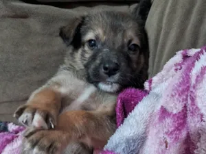 Cachorro raça SRD-ViraLata idade Abaixo de 2 meses nome Doguinhos