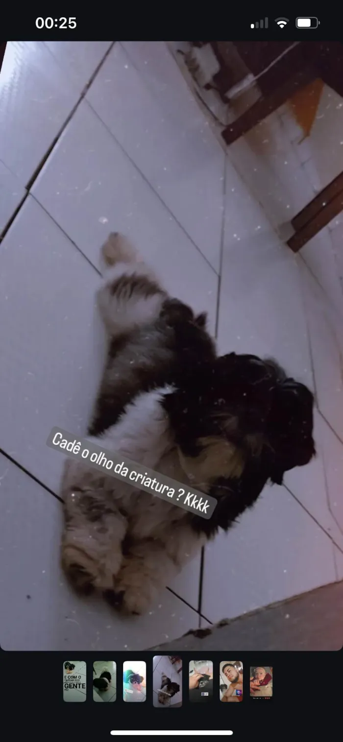 Cachorro ra a Shitzu idade 1 ano nome Zeus 