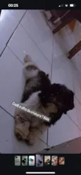 Zeus