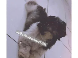 Cachorro raça Shitzu idade 1 ano nome Zeus 