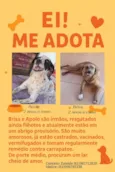 BRISA