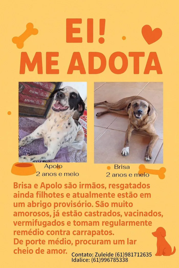 Cachorro ra a SRD-ViraLata idade 2 anos nome BRISA