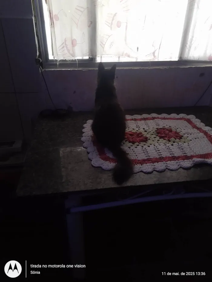 Gato ra a SRD-ViraLata idade 1 ano nome Jubileia