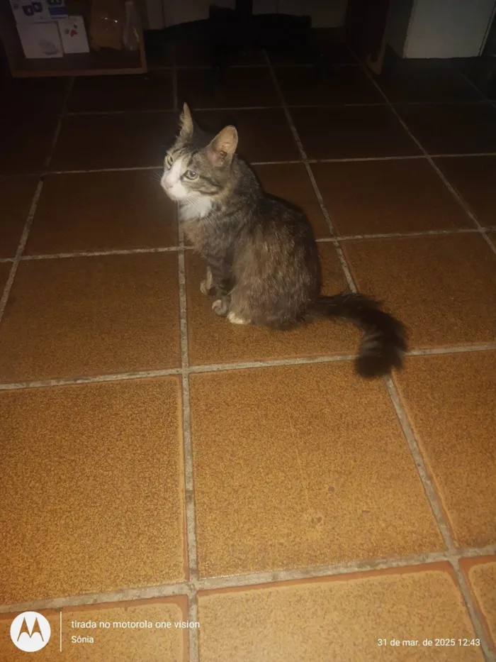Gato ra a SRD-ViraLata idade 1 ano nome Jubileia