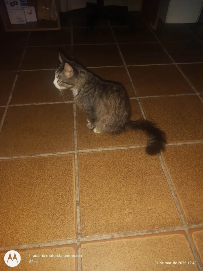 Gato ra a SRD-ViraLata idade 1 ano nome Jubileia