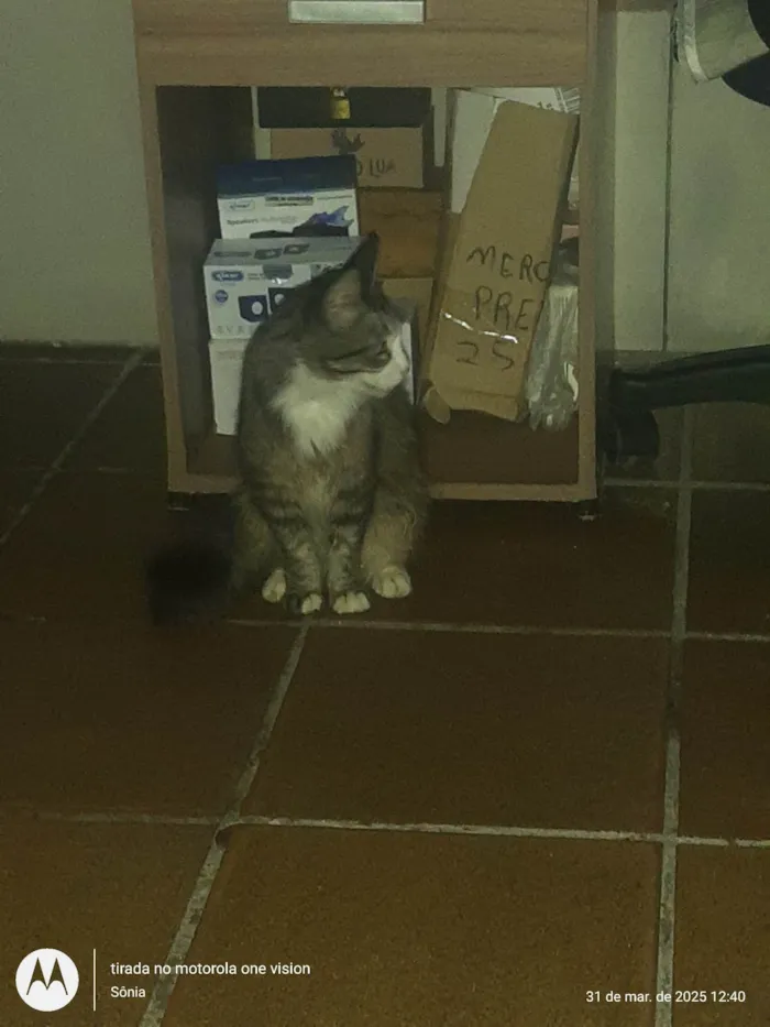 Gato ra a SRD-ViraLata idade 1 ano nome Jubileia