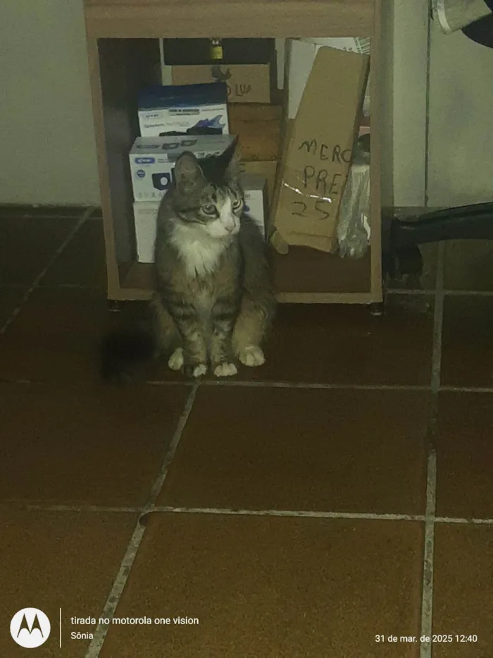 Gato ra a SRD-ViraLata idade 1 ano nome Jubileia