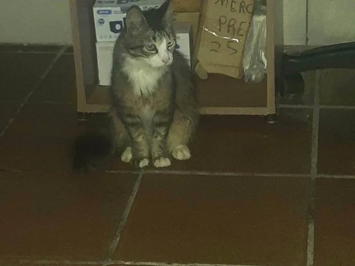 Gato ra a SRD-ViraLata idade 1 ano nome Jubileia