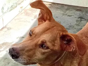 Cachorro raça SRD-ViraLata idade 1 ano nome Caramelo 