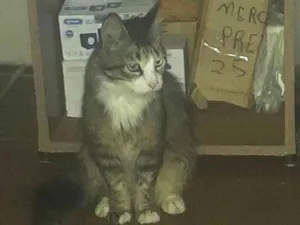 Gato raça SRD-ViraLata idade 1 ano nome Jubileia