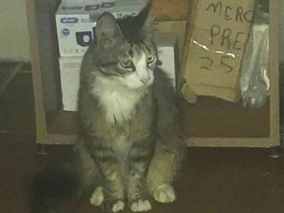 Gato raça SRD-ViraLata idade 1 ano nome Jubileia