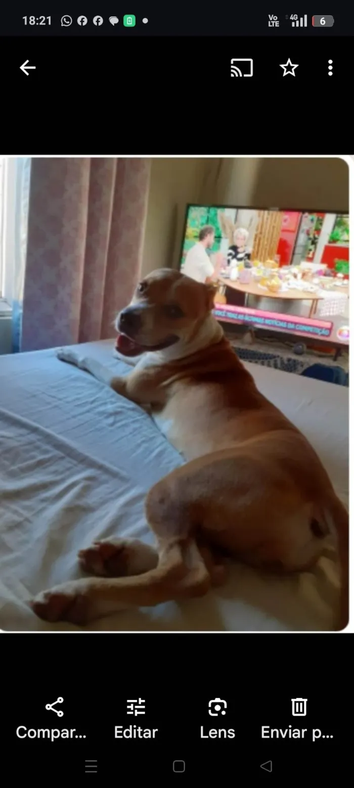 Cachorro ra a Pit-Bull idade 3 anos nome Íris 
