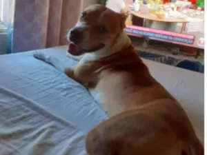 Cachorro raça Pit-Bull idade 3 anos nome Íris 