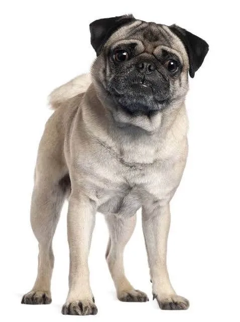 Cachorro ra a SRD-ViraLata idade 6 ou mais anos nome Theo