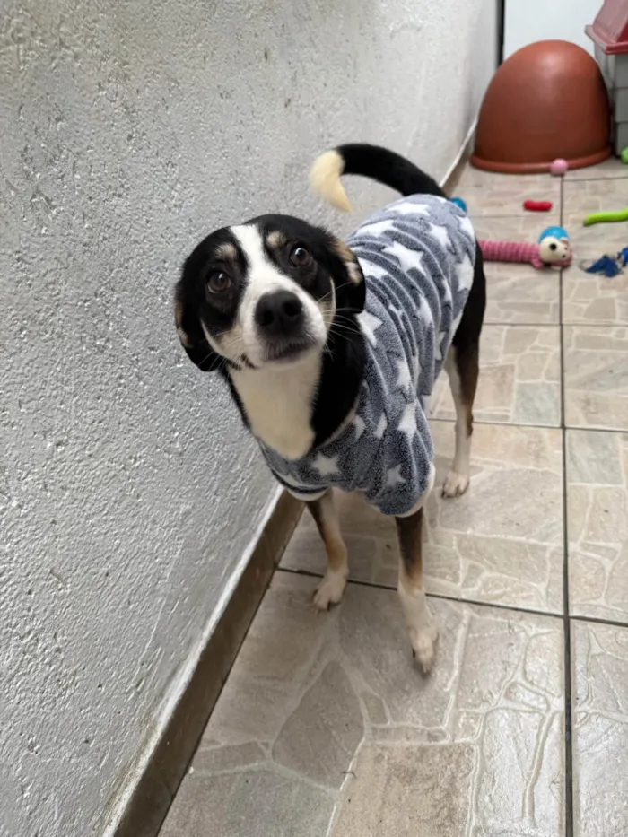 Cachorro ra a SRD-ViraLata idade 1 ano nome Beethoven 