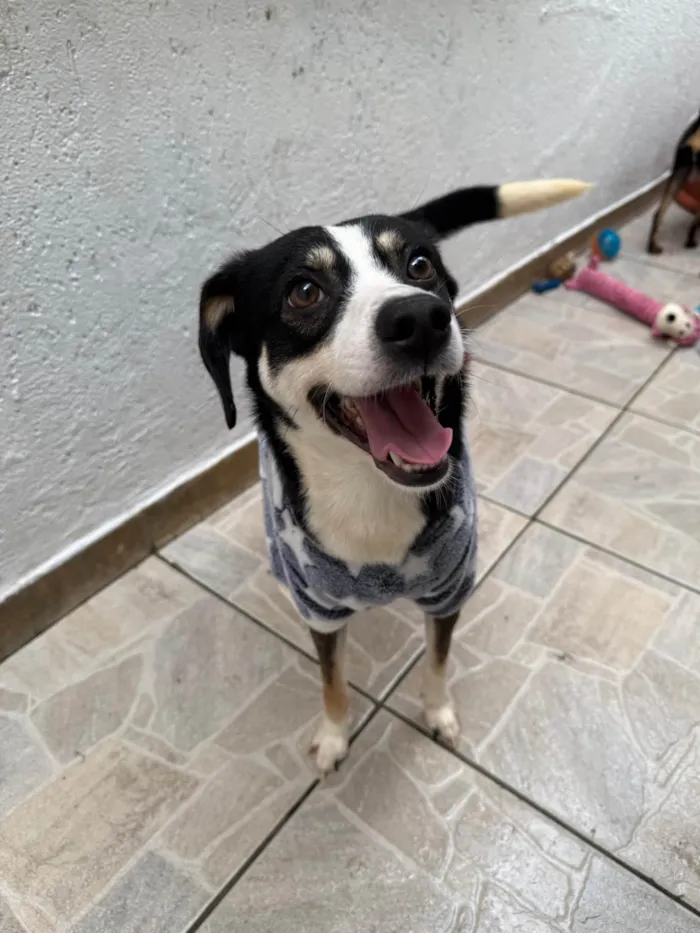 Cachorro ra a SRD-ViraLata idade 1 ano nome Beethoven 