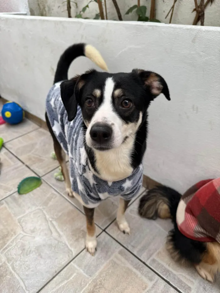 Cachorro ra a SRD-ViraLata idade 1 ano nome Beethoven 