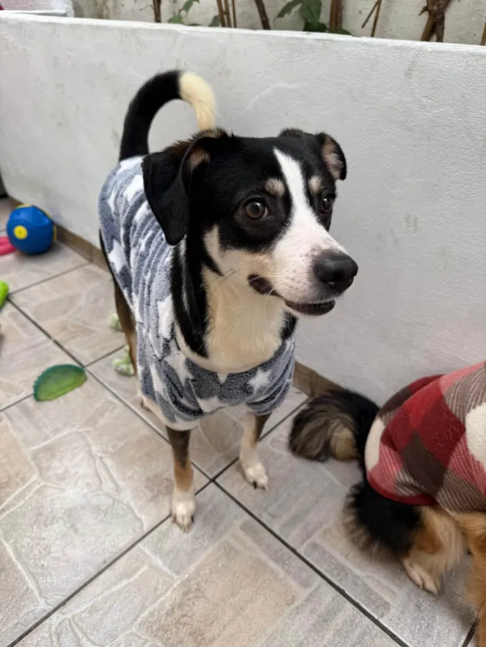 Cachorro ra a SRD-ViraLata idade 1 ano nome Beethoven 