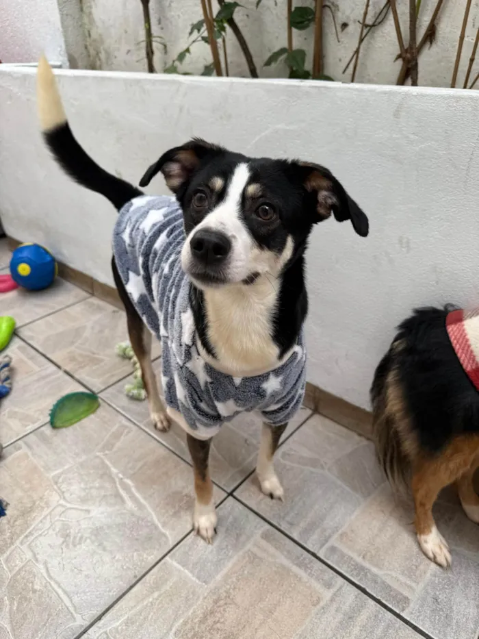 Cachorro ra a SRD-ViraLata idade 1 ano nome Beethoven 