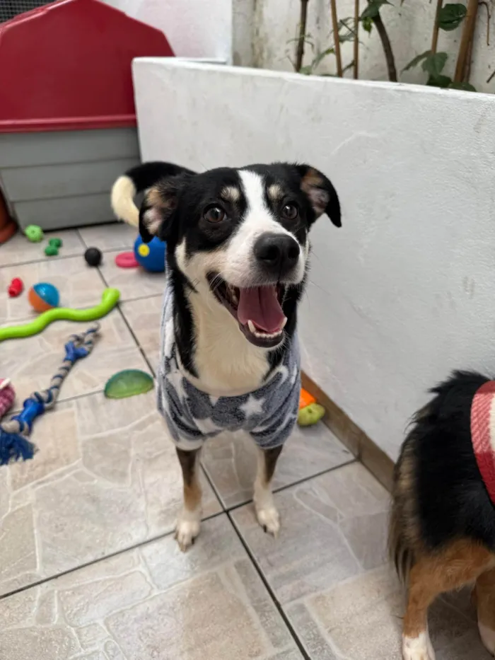 Cachorro ra a SRD-ViraLata idade 1 ano nome Beethoven 