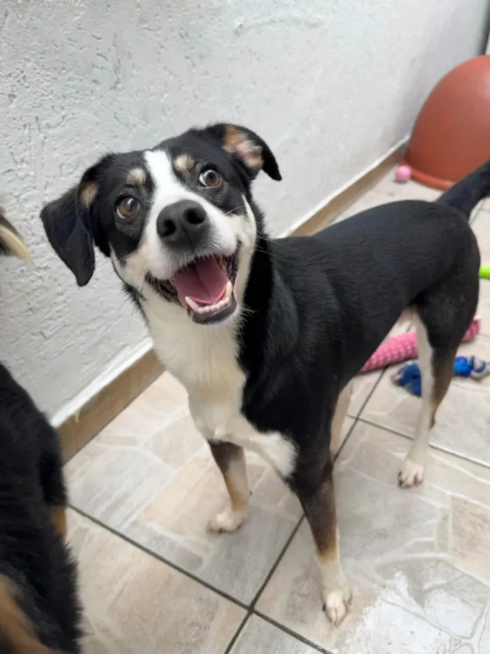 Cachorro ra a SRD-ViraLata idade 1 ano nome Beethoven 