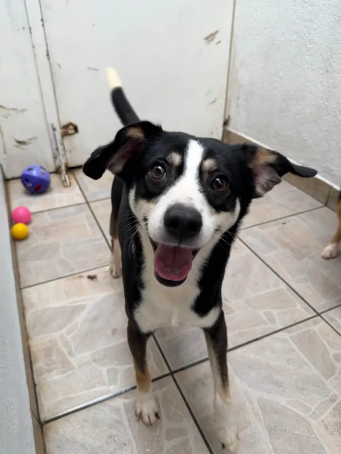 Cachorro ra a SRD-ViraLata idade 1 ano nome Beethoven 