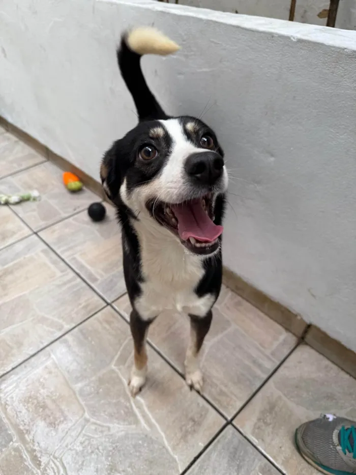 Cachorro ra a SRD-ViraLata idade 1 ano nome Beethoven 