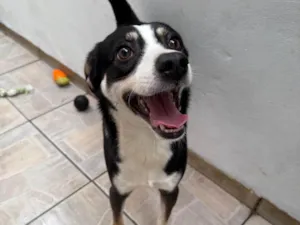 Cachorro raça SRD-ViraLata idade 1 ano nome Beethoven 