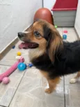 Bolinha