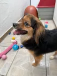 Bolinha