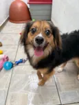Bolinha