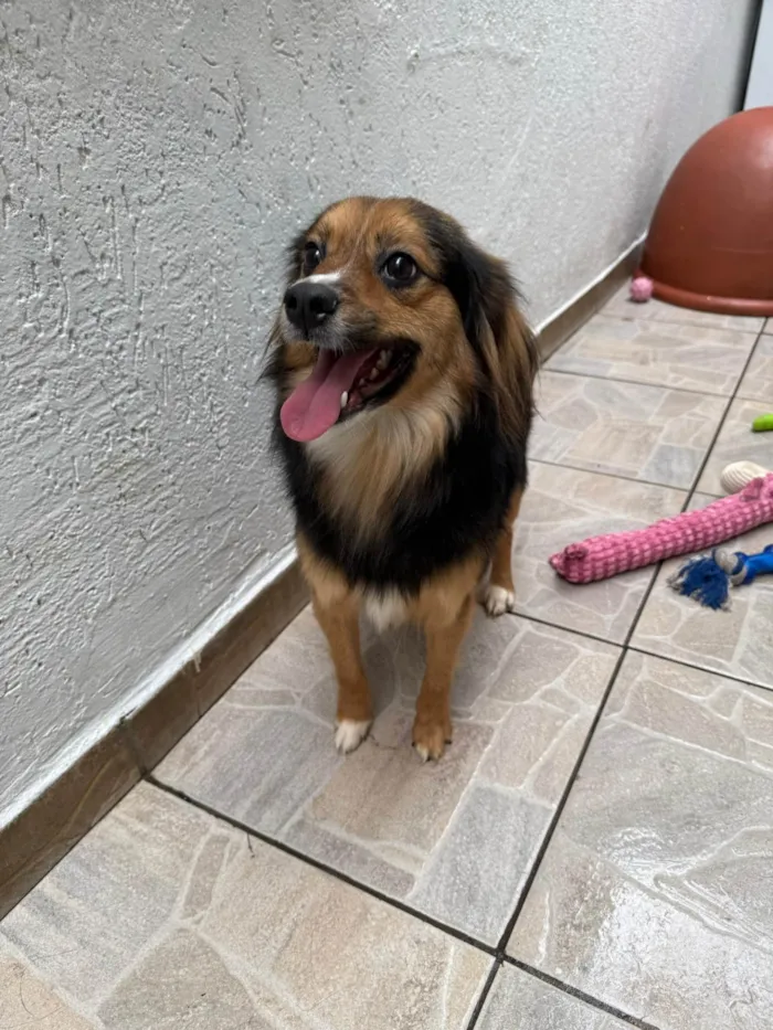 Cachorro ra a SRD-ViraLata idade 1 ano nome Bolinha