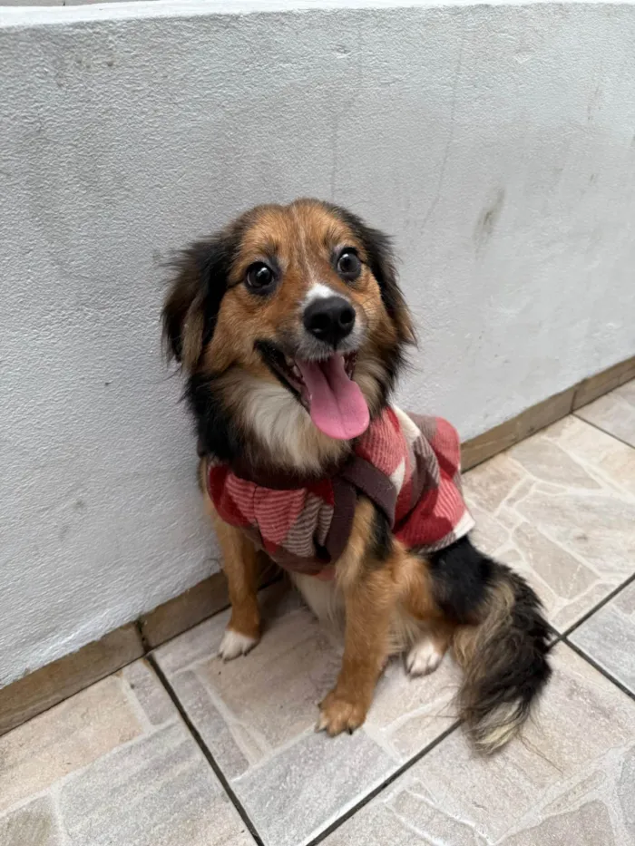 Cachorro ra a SRD-ViraLata idade 1 ano nome Bolinha